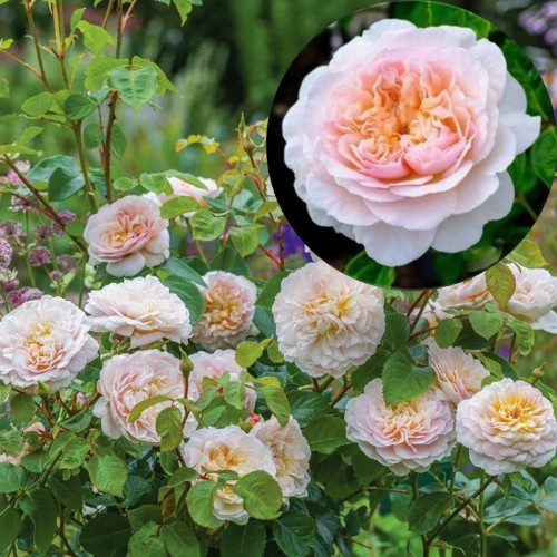 Rosa 'Emily Brontë' - Roos 'Emily Brontë' 